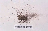 藏品(葫蘆苔)的圖片